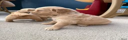 Golden Retriever dogs for sale: Kennel Club Golden Retriever Puppies Health Tested - Advert 4