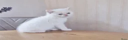 Persian cats for sale: Persian x bsh - Advert 4