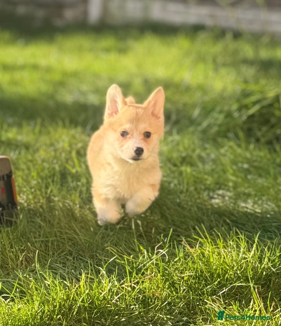 Welsh Corgi Pembroke dogs for sale: Beautiful Welsh Pembroke corgis - Advert 11