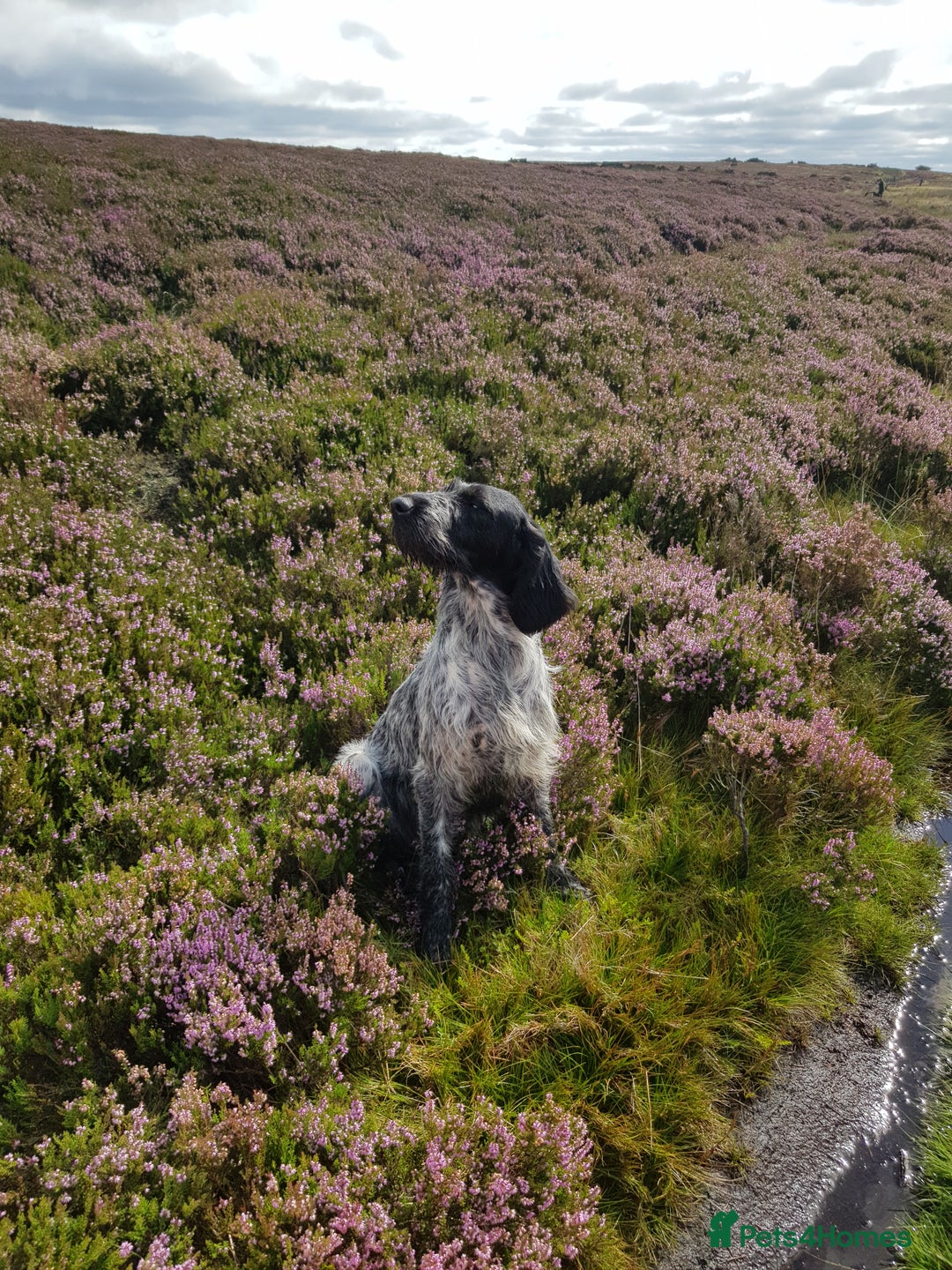 Mixed Breed dogs for sale: German pointer  - Advert 7