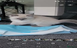 Ragdoll cats for sale: 5 beautiful ragdoll kittens - Image 6