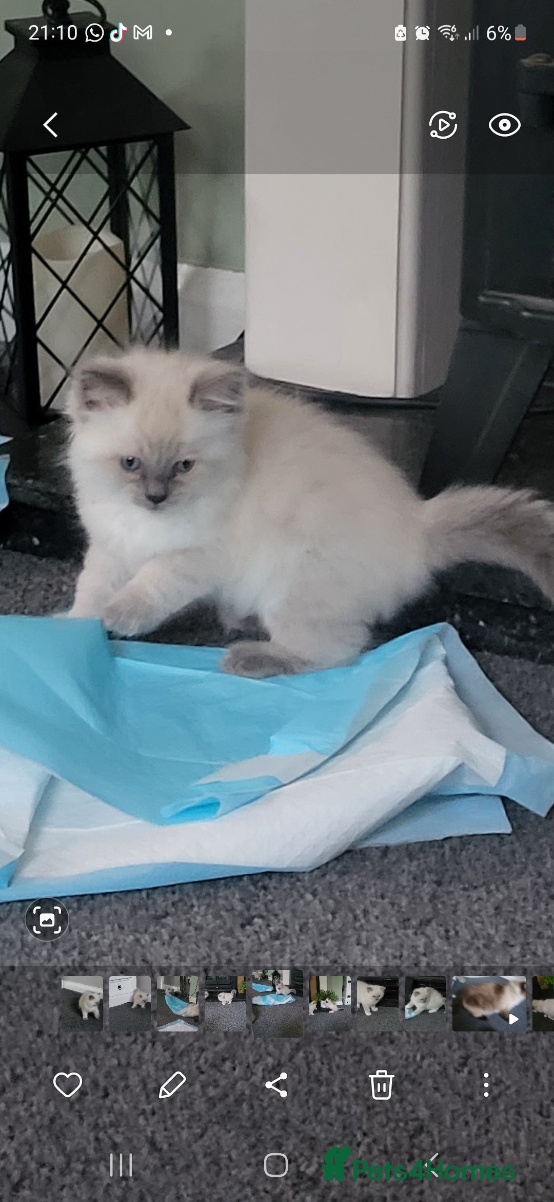 Ragdoll cats for sale: 5 beautiful ragdoll kittens - Image 6
