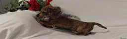 Miniature Dachshund dogs for sale: Stunning rare red brindle little girl kc reg  - Advert 6