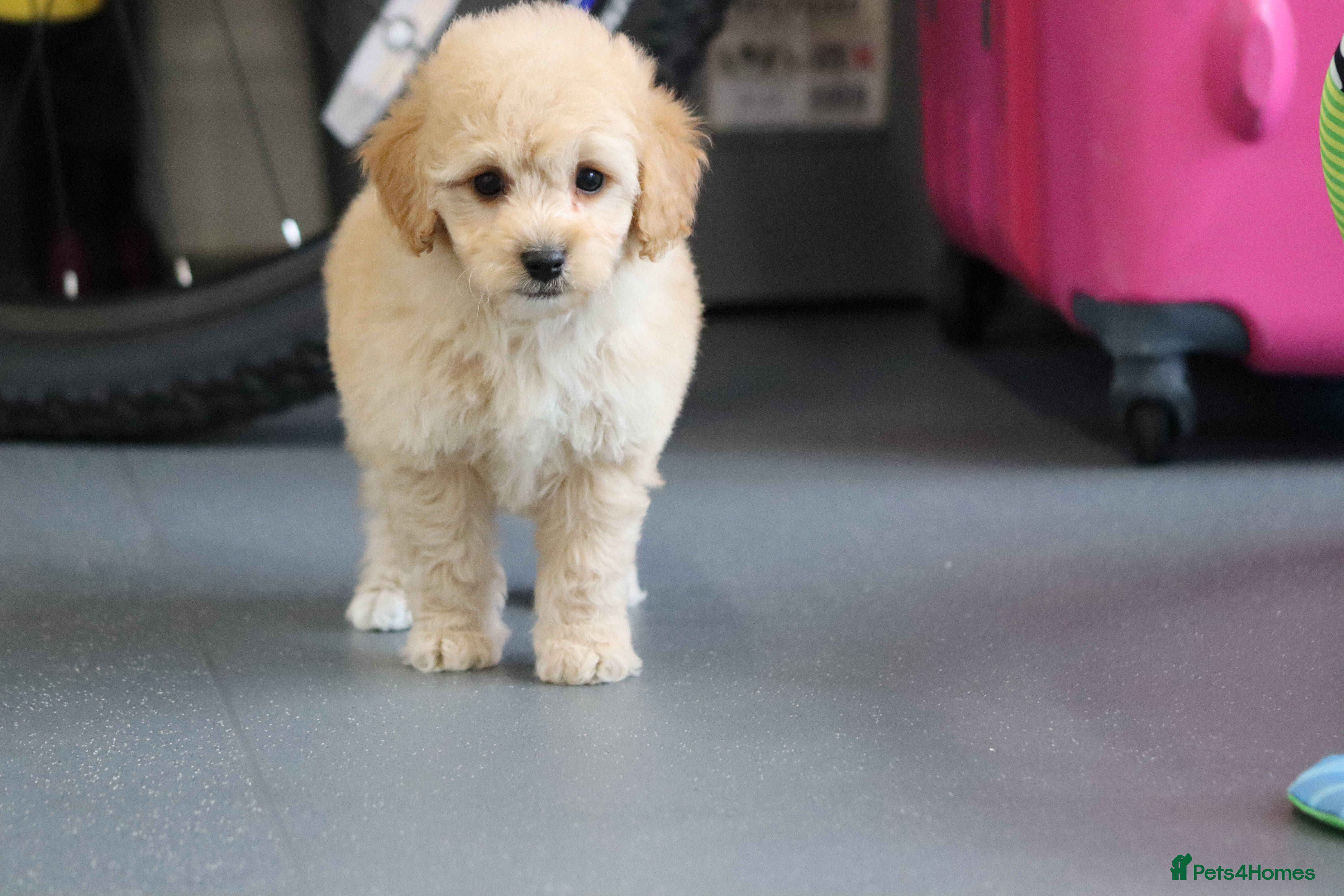 Cavapoochon dogs Cavapochon puppies for sale - Advert 16