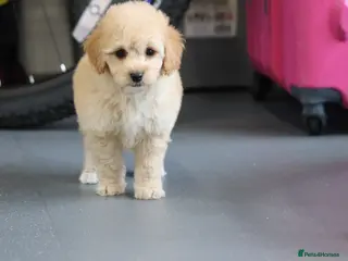 Cavapoochon dogs Cavapochon puppies for sale - Advert 16