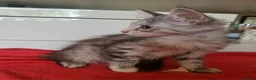 Maine Coon cats for sale: Beautiful Maine Coon Kittens  - Advert 4