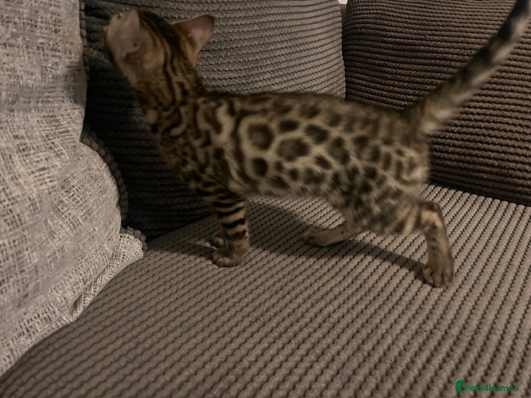 Bengal cats for sale: Stunning full pedigree registered bengal kittens  - Advert 4