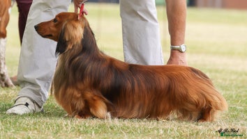 Dachshund dogs Standard long haired dachshunds - Advert 4