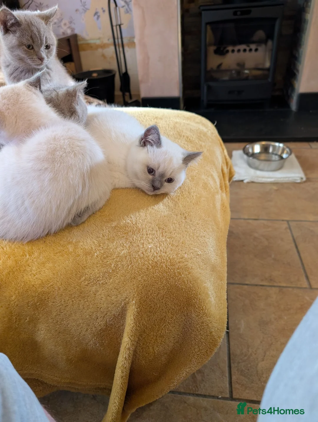 British Shorthair cats for sale: British shorthaired lilac and colourpointed  in Coalville - Advert 3