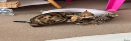 Bengal cats for sale: Bengal Kitten Boy in Northampton - Advert 11