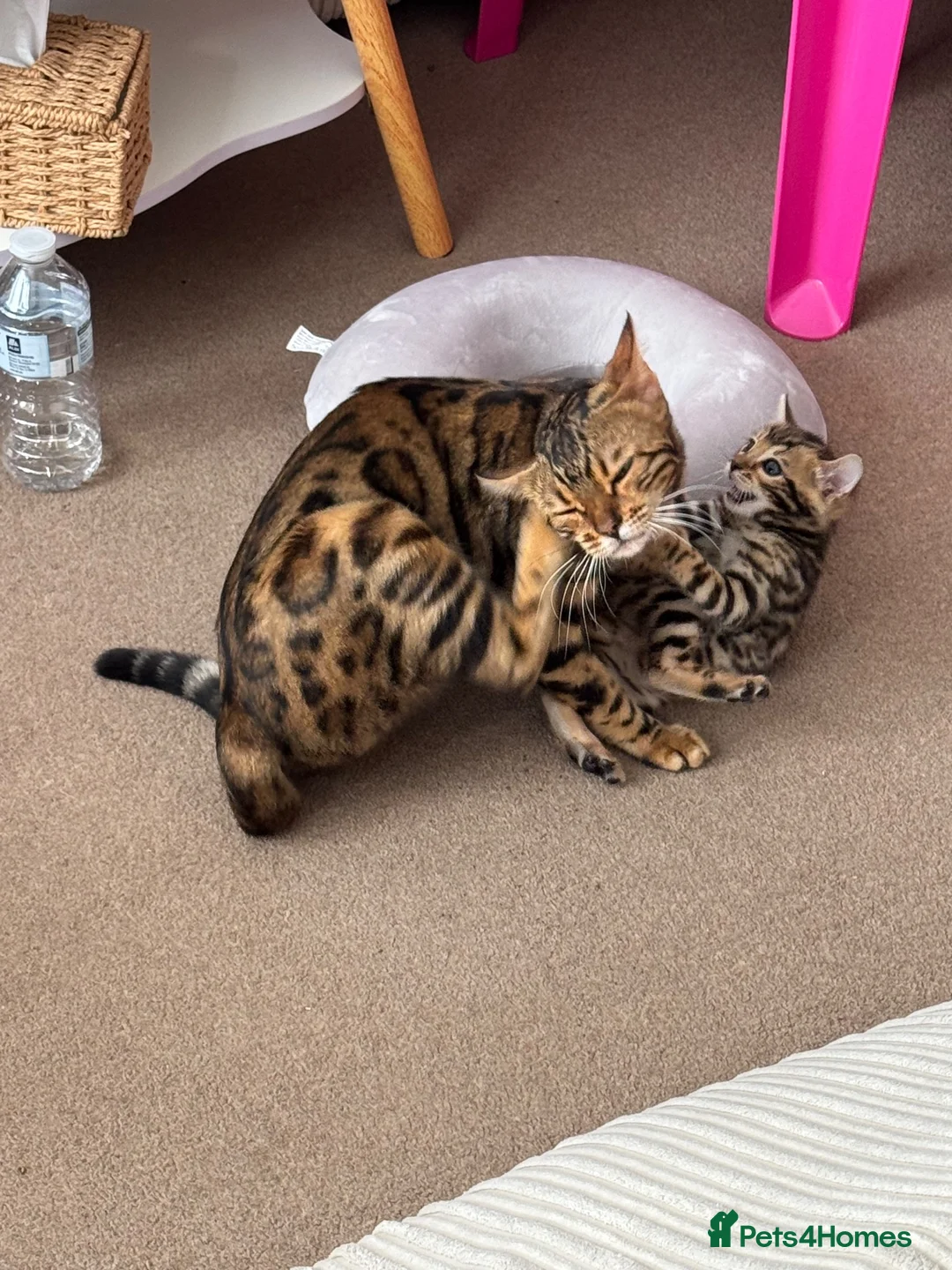 Bengal cats for sale: Bengal Kitten Boy in Northampton - Advert 11
