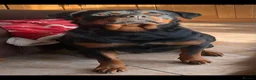 Rottweiler dogs for sale: bitch for sale from health tested patients  - Advert 2