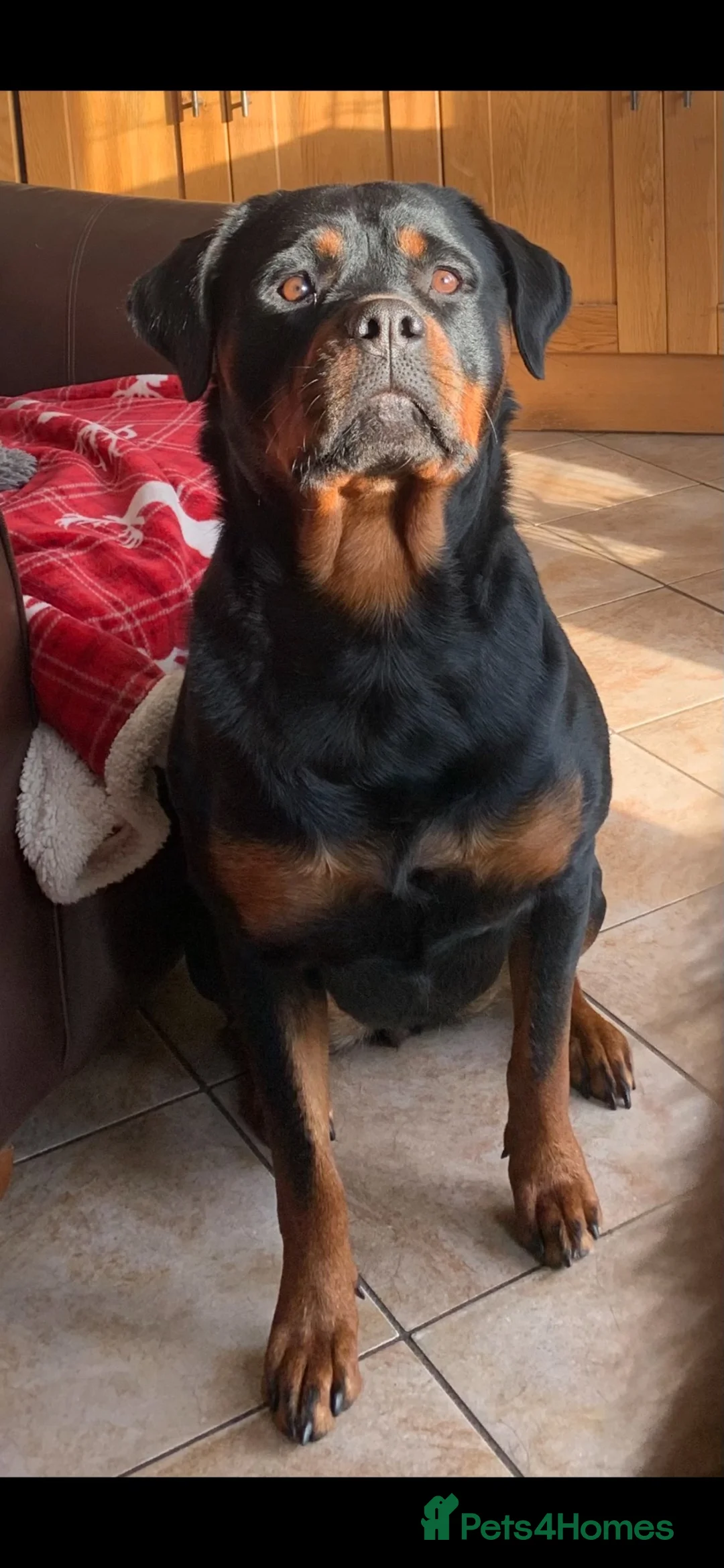 Rottweiler dogs for sale: bitch for sale from health tested patients  - Advert 2