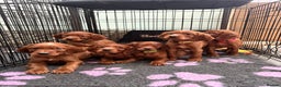 Irish Setter dogs for sale: ❤️🇮🇪Irish setter pups🇮🇪❤️ - Advert 6