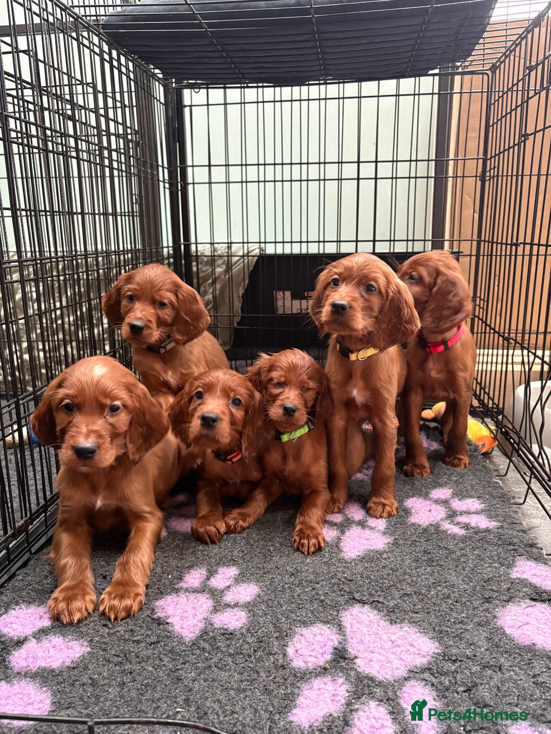 Irish Setter dogs for sale: ❤️🇮🇪Irish setter pups🇮🇪❤️ - Advert 6