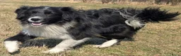 Border Collie dogs for adoption: 🐾 MAX – Border Collie - Advert 1