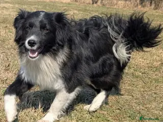 Border Collie dogs 🐾 MAX – Border Collie - Advert 1