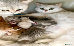 British Shorthair cats for sale: Ready NOW- Blue Silver Spotted Tabby - Image 4