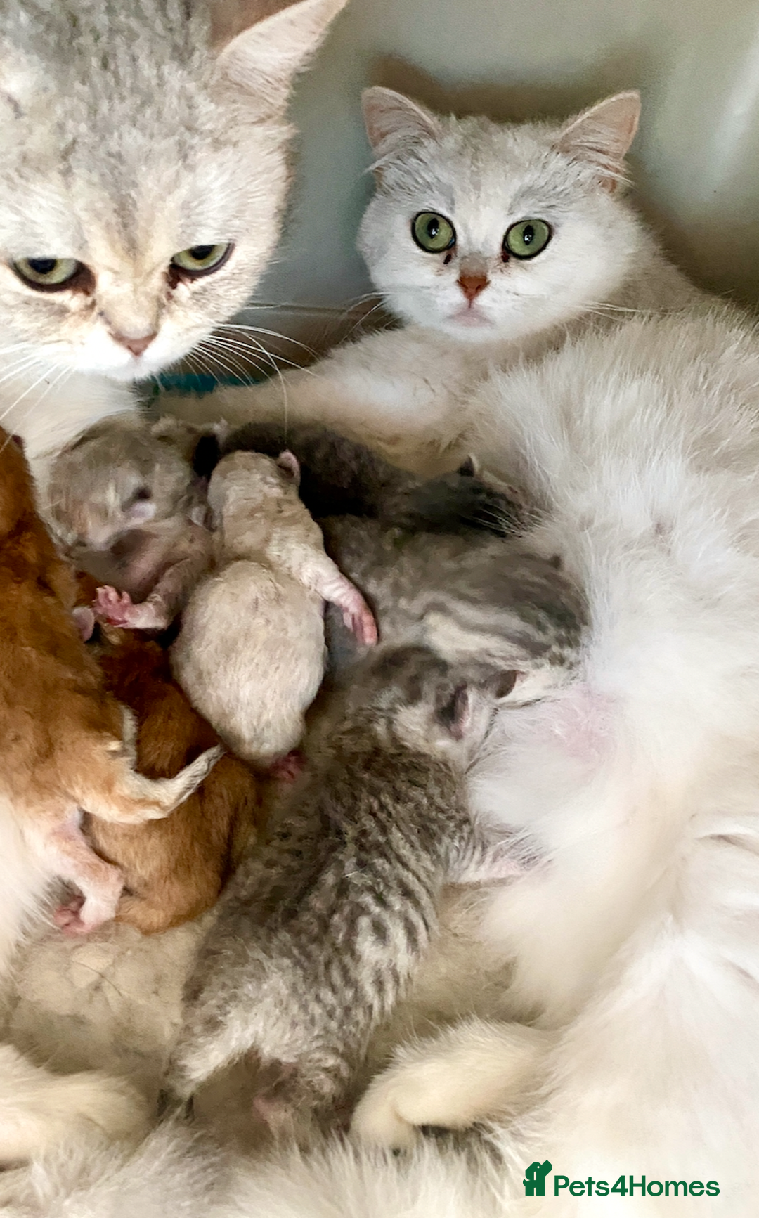 British Shorthair cats for sale: Ready NOW- Blue Silver Spotted Tabby - Image 4