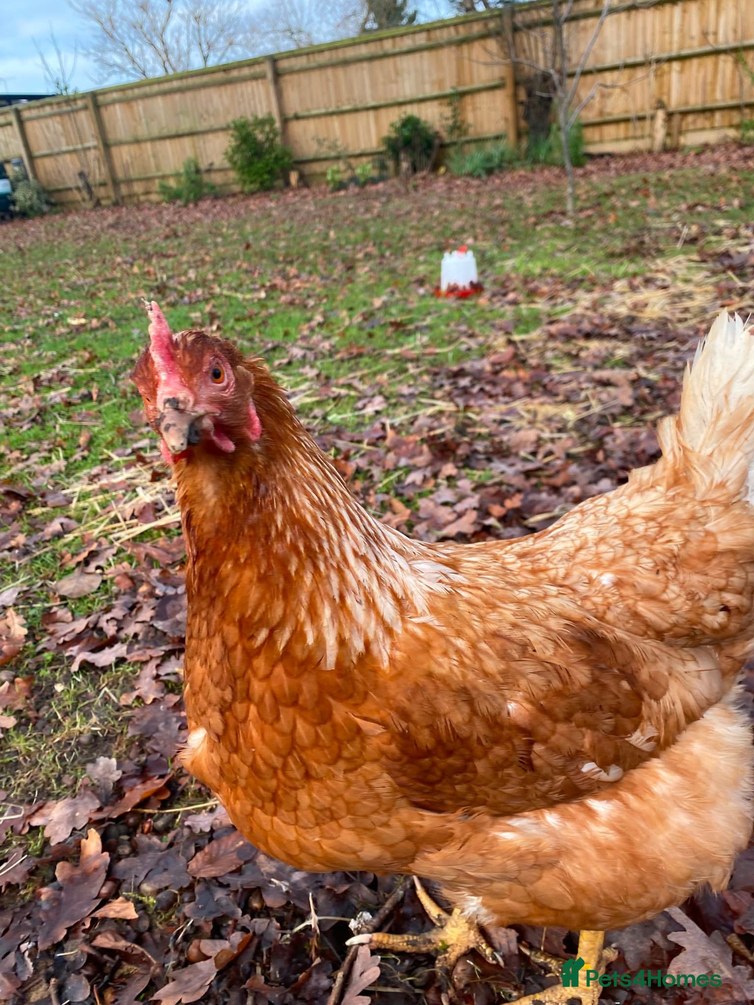 Chickens poultry Three female chickens - Advert 1