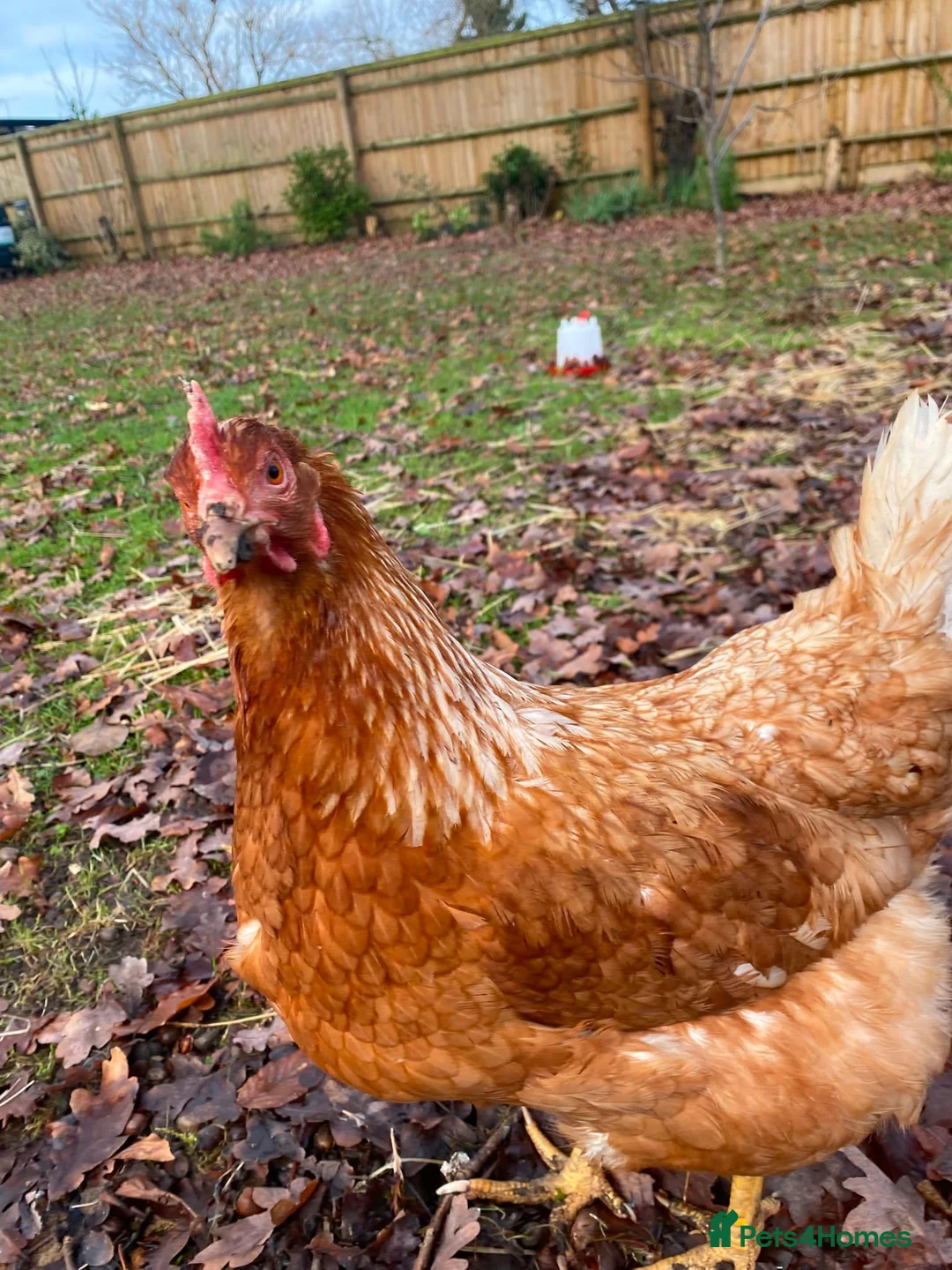 Chickens poultry for sale: Three female chickens - Advert 1