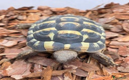 Hermann Tortoise reptiles for sale: 2022-24 Hermanns tortoises for sale - Image 2