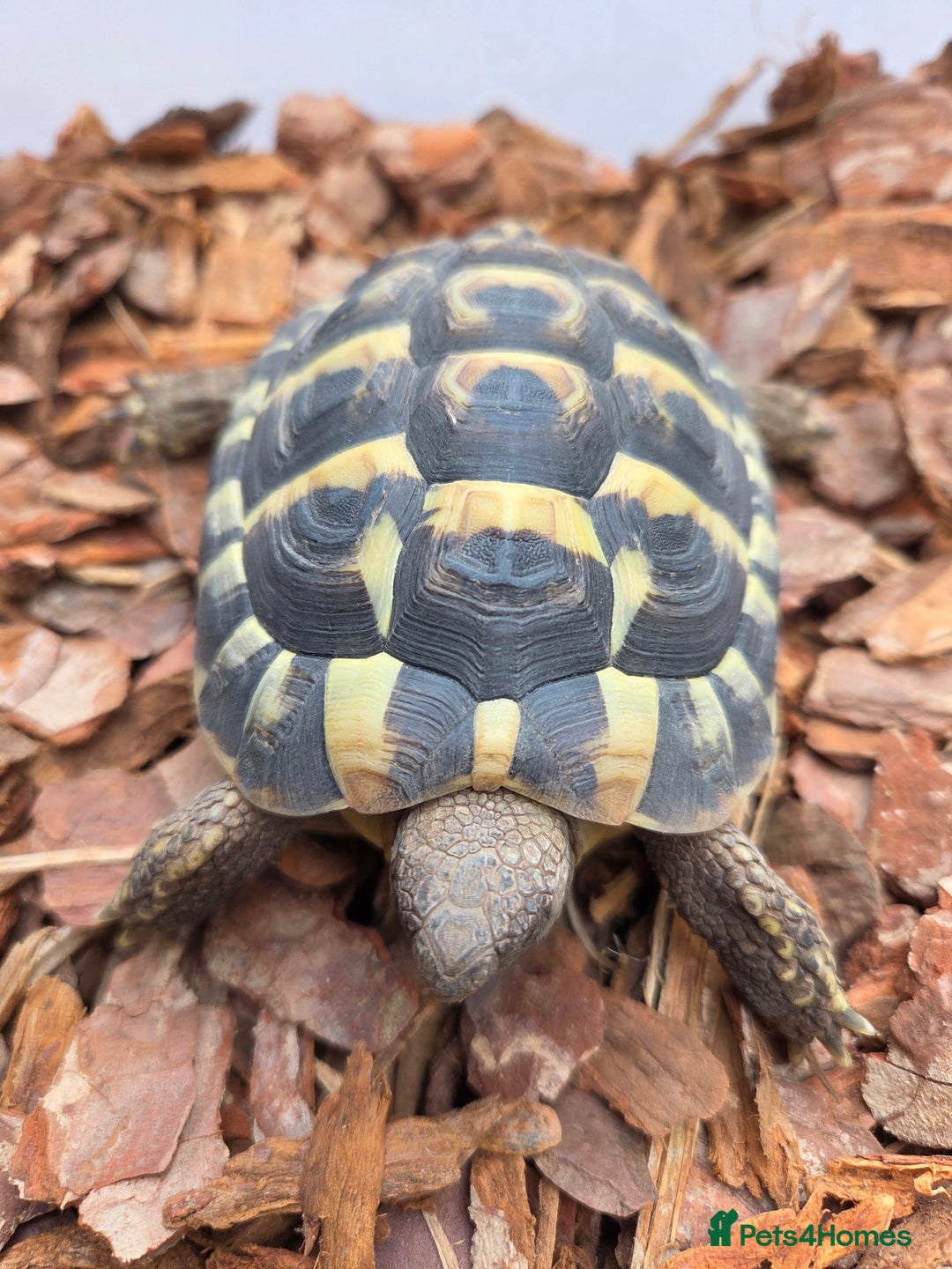 Hermann Tortoise reptiles for sale: 2022-24 Hermanns tortoises for sale - Image 2