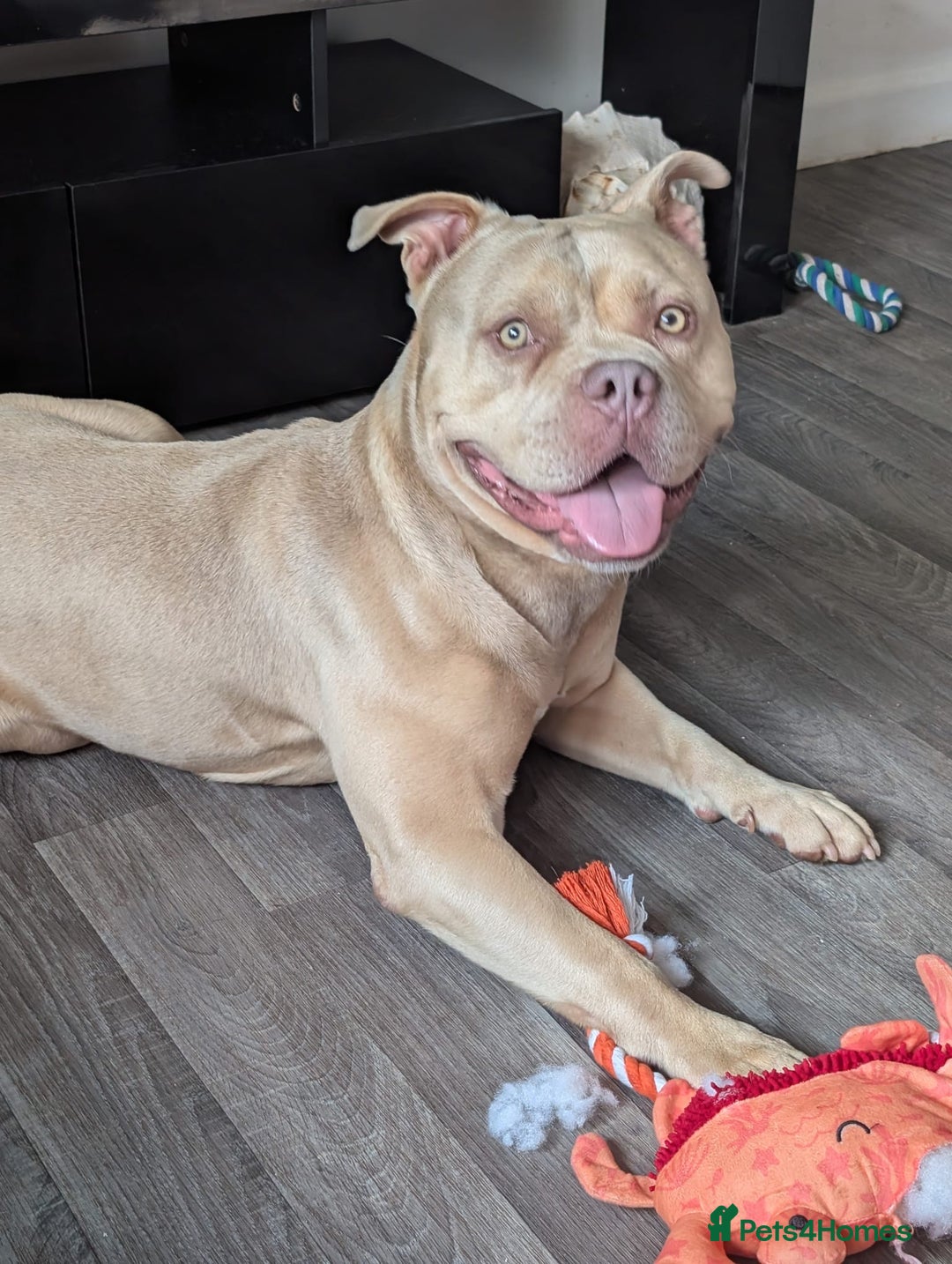 American Bully dogs for sale: Eddie needs a new home!  - Advert 2