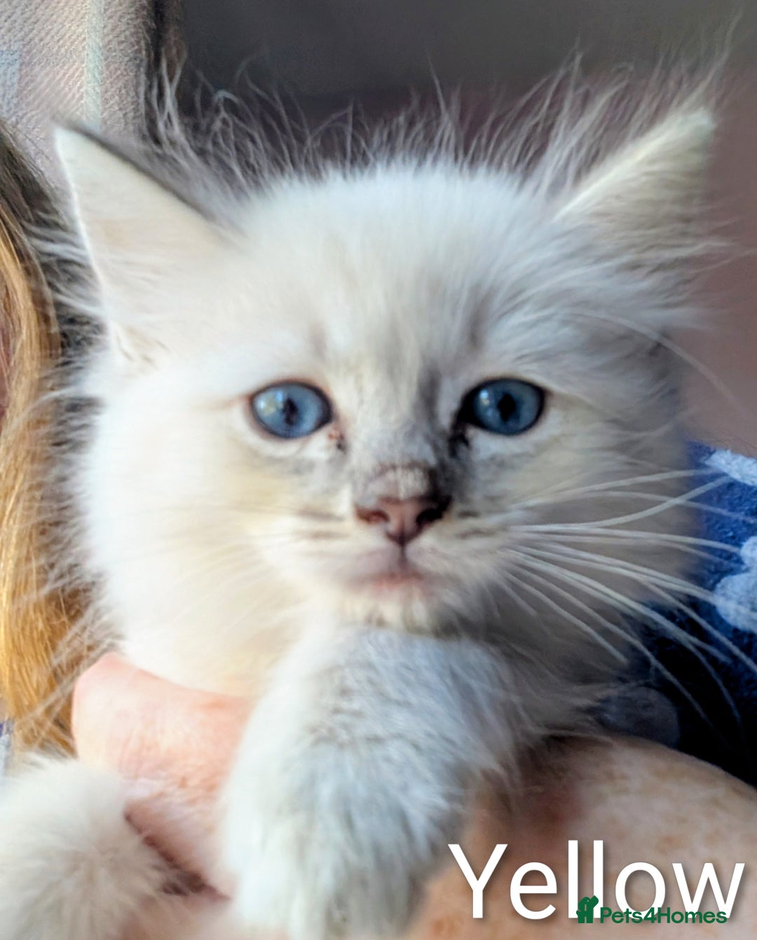 Ragdoll cats for sale: Stunning fluffy show quality ragdolls  - Image 26