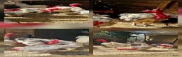 Chickens poultry for sale: Transylvanian Naked Neck Hatching eggs - Advert 2