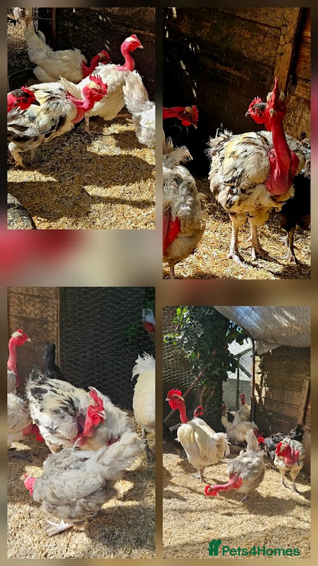 Chickens poultry for sale: Transylvanian Naked Neck Hatching eggs - Advert 2
