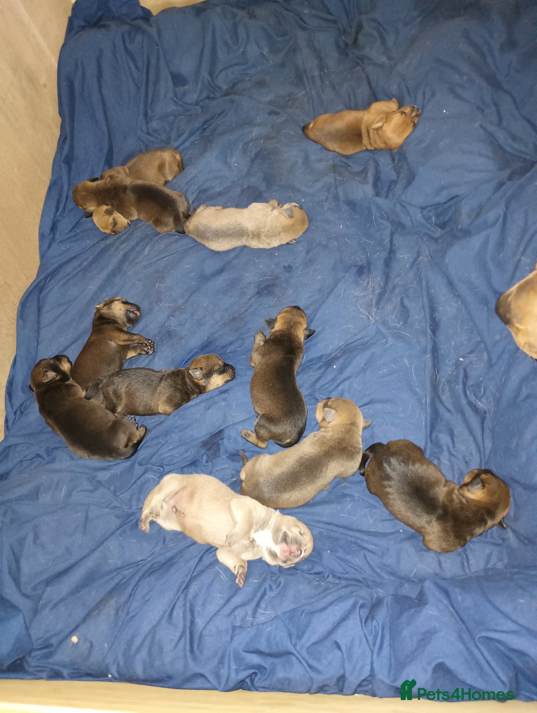 Mixed Breed dogs for sale: Mastiff x rottweiler  - Image 2