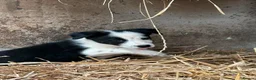Border Collie dogs for sale: 7 collie puppies for sale  in Okehampton - Advert 19