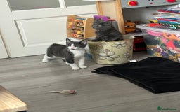 Russian Blue cats for sale: Incredible kittens  - Image 11
