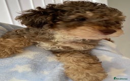Cockapoo dogs for sale: Unique & stunning full DNA tested Cockapoo puppies - Image 35