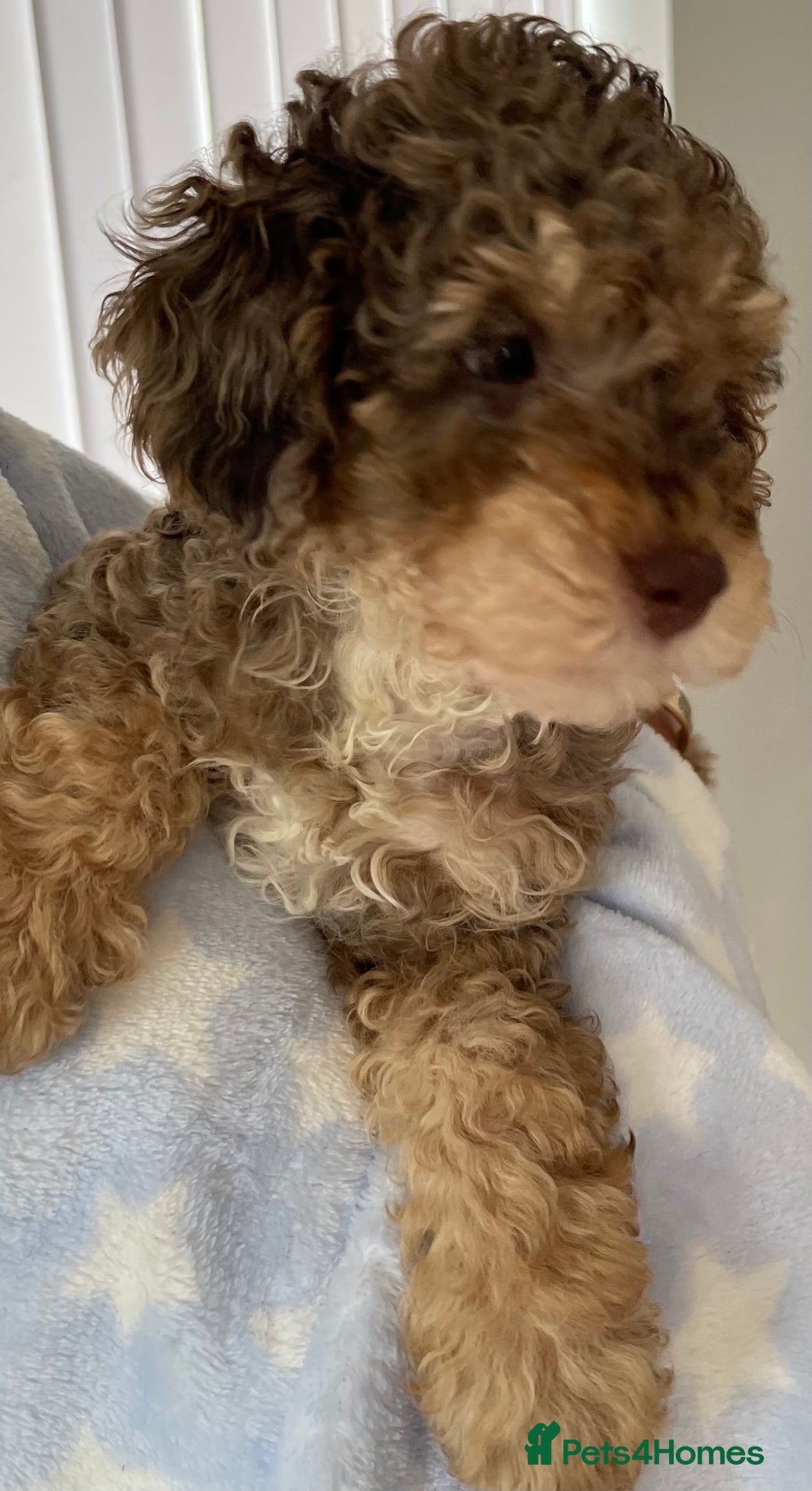 Cockapoo dogs for sale: Unique & stunning full DNA tested Cockapoo puppies - Image 35