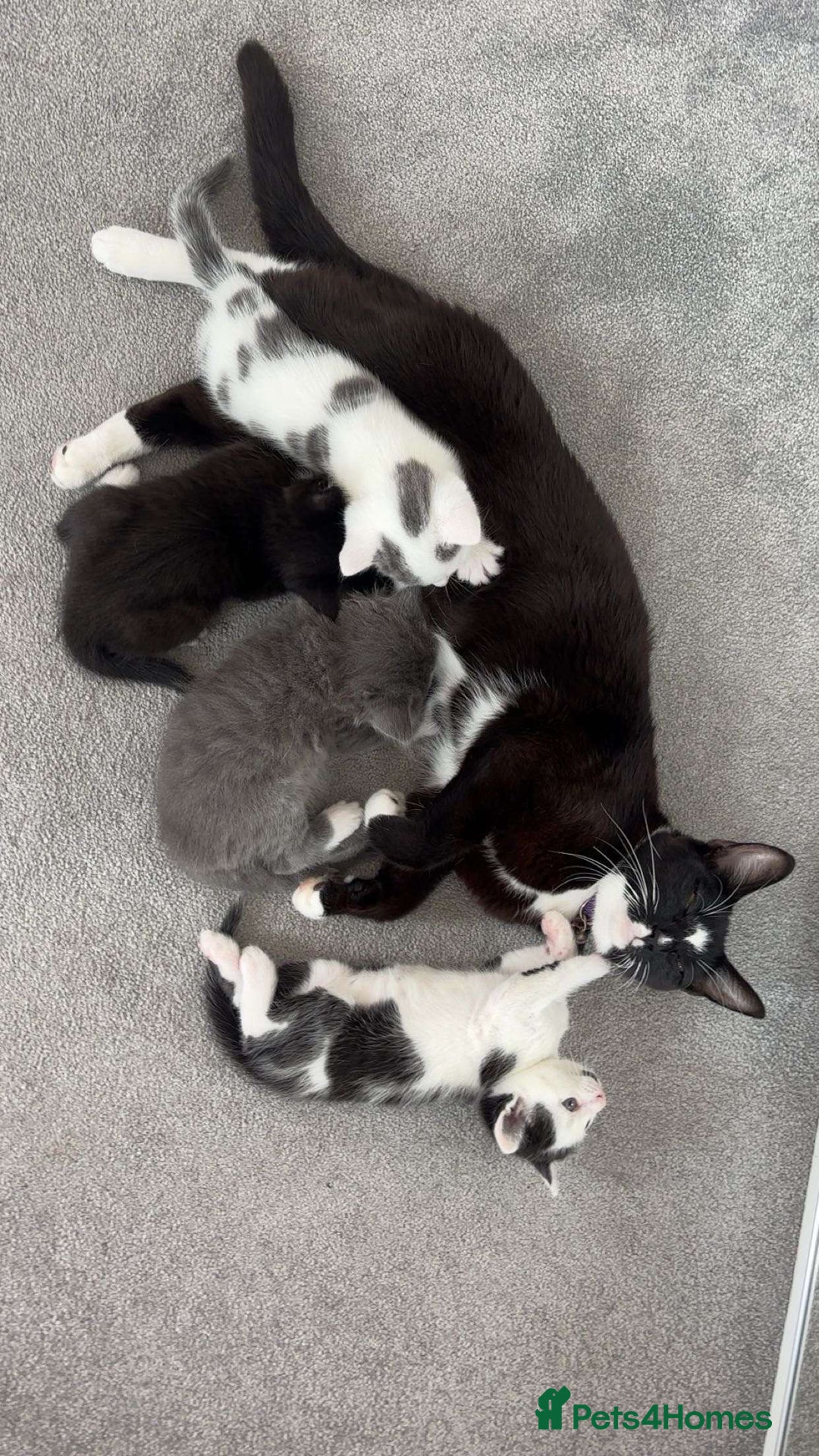 Mixed Breed cats for sale: female kitten for sale - Image 4