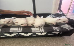 Pomchi dogs for sale: Beautiful Fluffy Pomchis - Image 7
