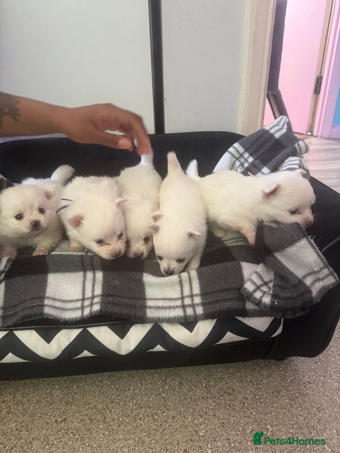 Pomchi dogs for sale: Beautiful Fluffy Pomchis - Image 7