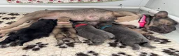 French Bulldog dogs for sale: French bull dog puppies  - Advert 12