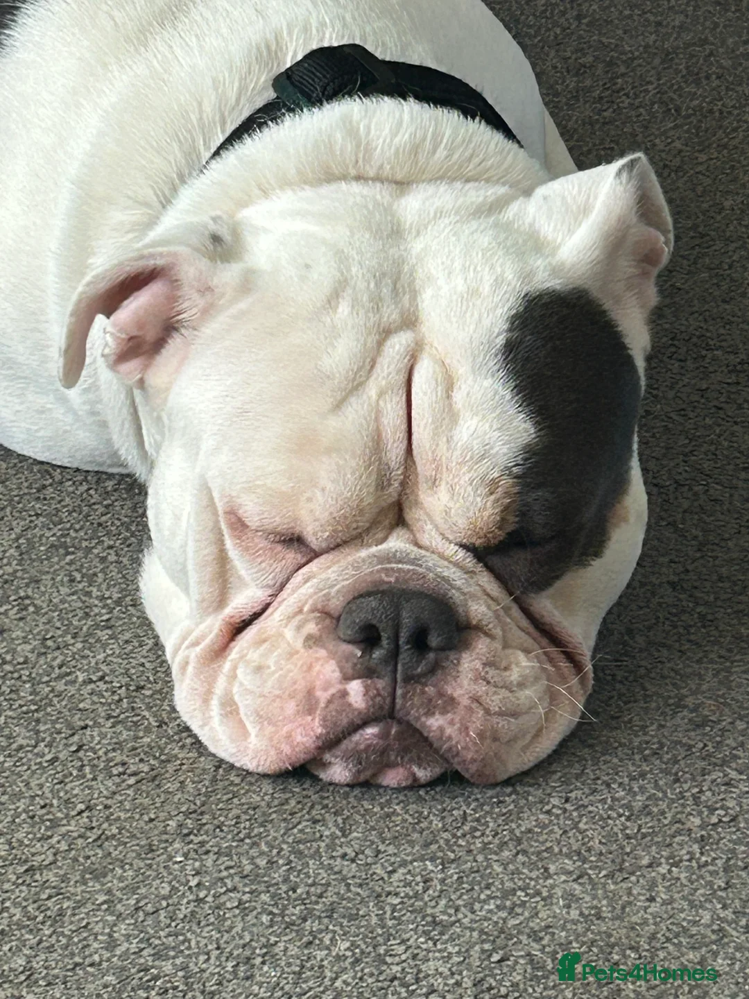 Dorset Olde Tyme Bulldogge dogs for sale: Olde Tyne English Bulldog - Advert 5