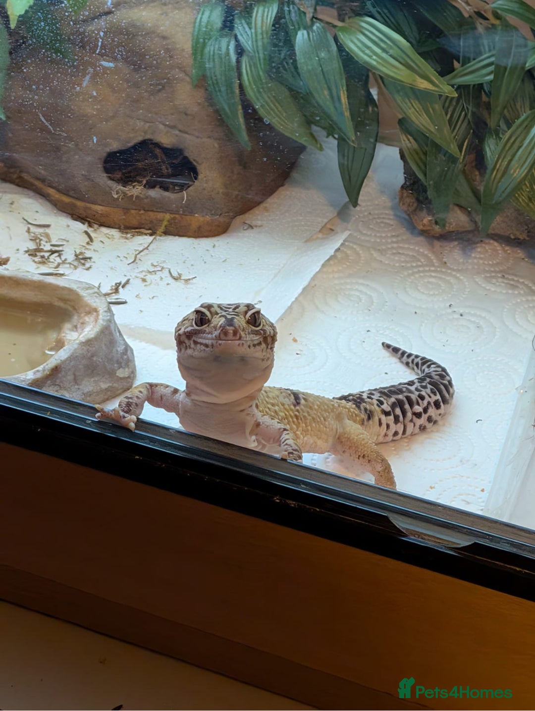 Leopard Gecko reptiles for sale: Pebbles - male leopard gecko - Advert 4