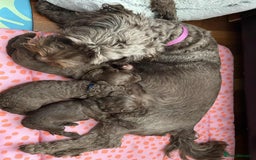 Cockapoo dogs for sale: Toy Cockapoo f1b ready 17th oct - Image 9
