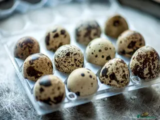 Mixed Breed birds X12 Jumbo Quail Eggs For Hatching - Advert 7