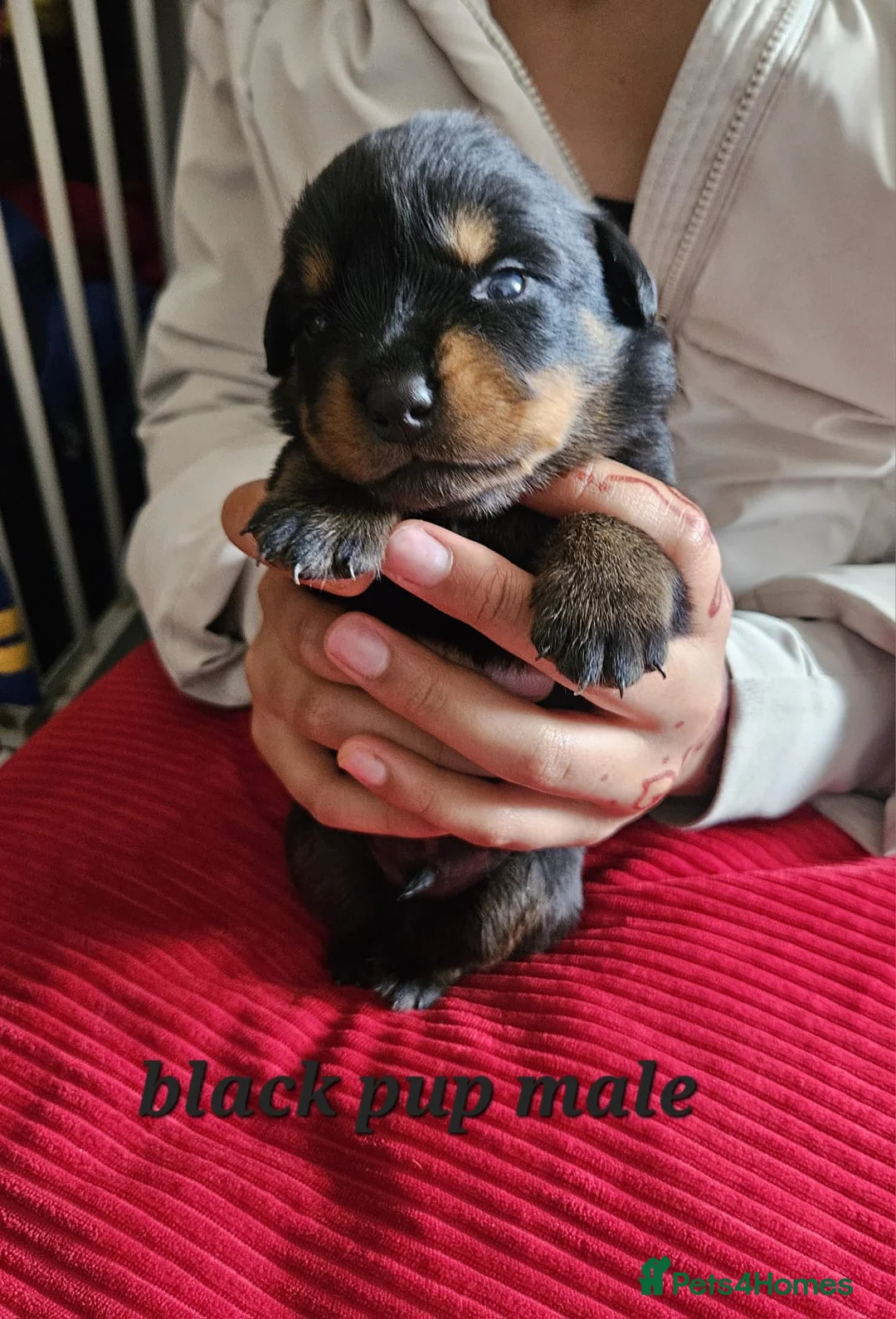 Rottweiler dogs for sale: Pure Pedigree Rottweiler Puppies - Advert 12