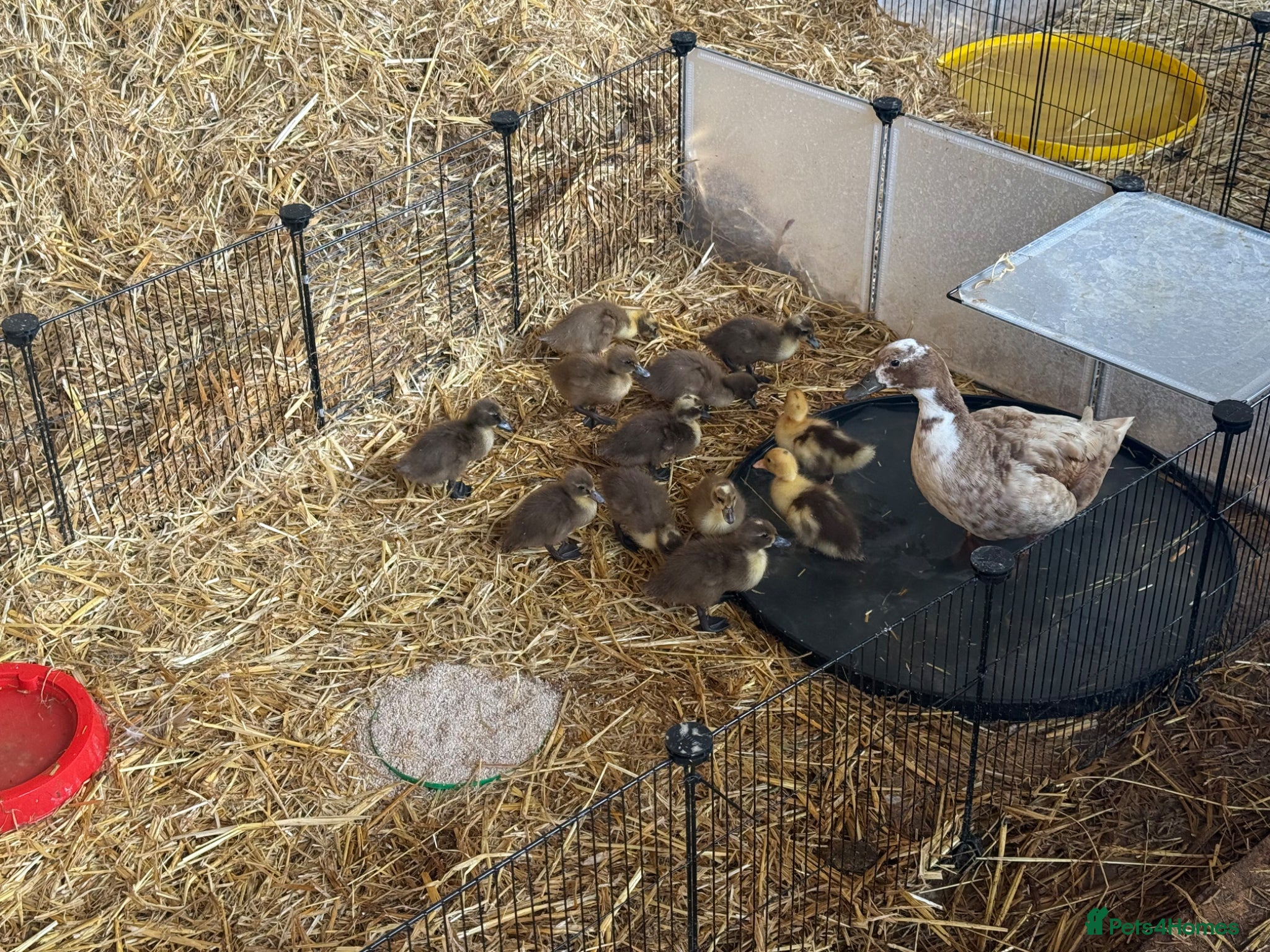 Ducks poultry for sale: Mother duck & young ducklings 👀🏡 in Gainsborough - Advert 1