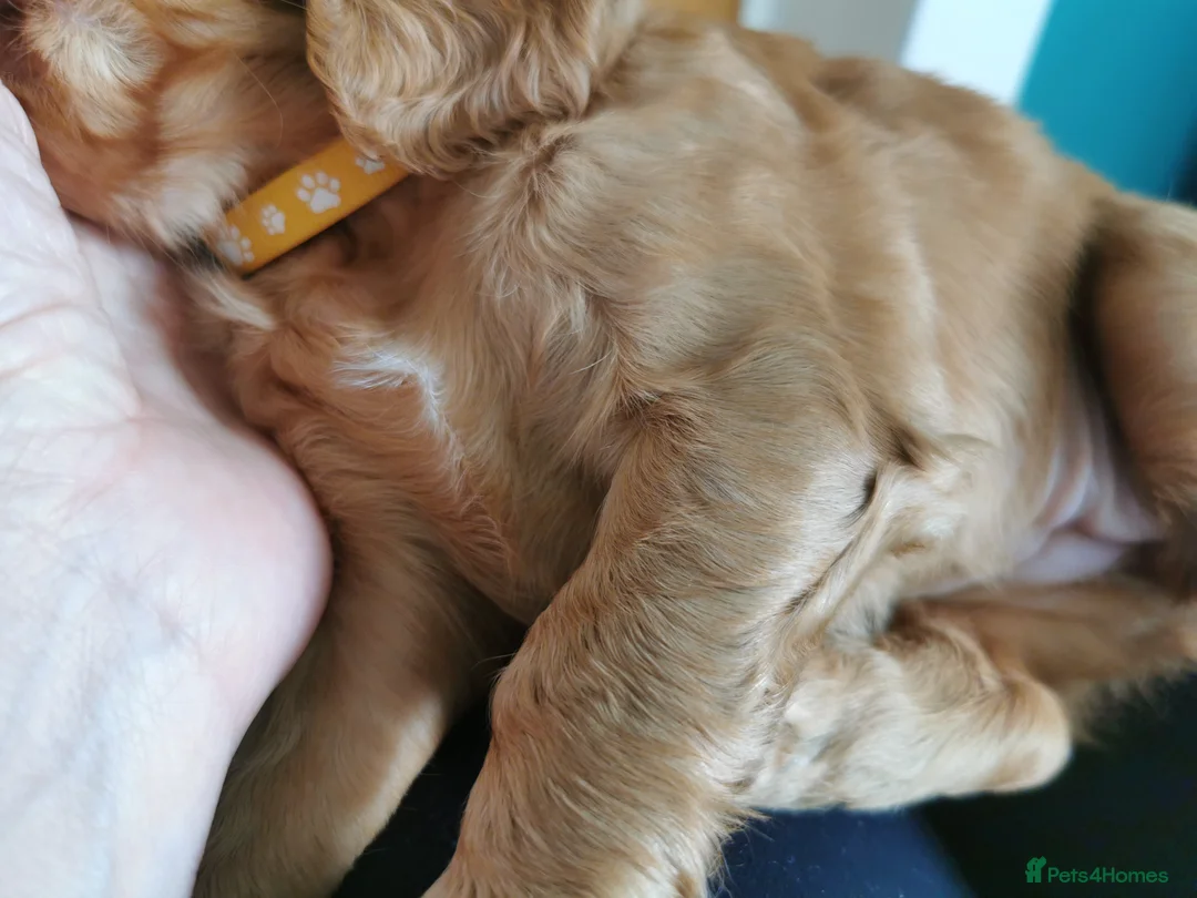 Cocker Spaniel dogs for sale: FTCH Pedigree Working Cocker Spaniels  - Advert 20