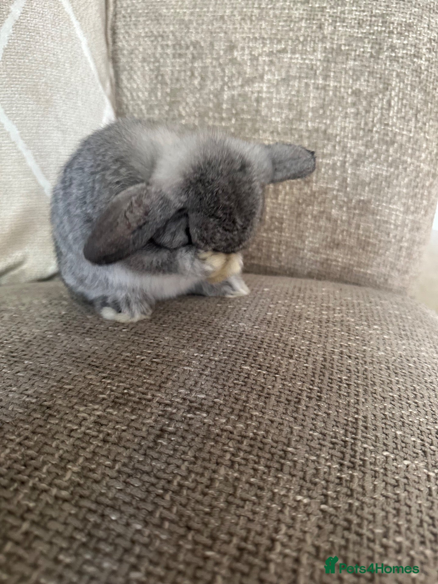 Degus rodents Mini lop babies  - Advert 16