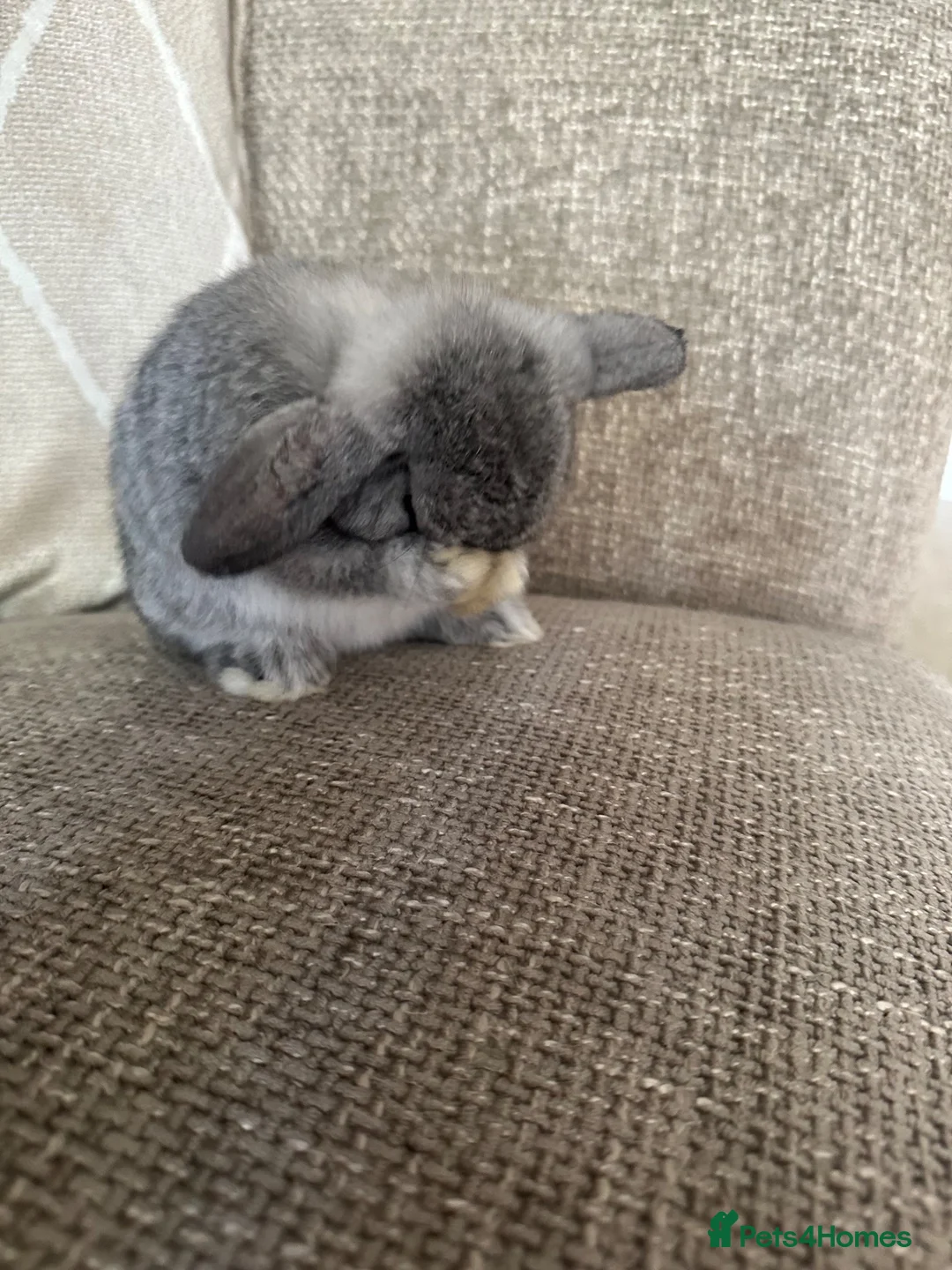 Degus rodents for sale: Mini lop babies  - Advert 1