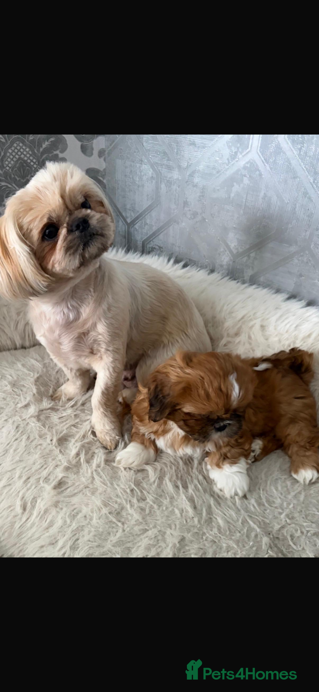 Shih Tzu dogs for sale: Shih tzu pup for sale  - Image 3